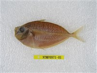 藏品(長吻仰口鰏)的圖片